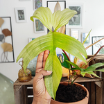 Philodendron FLorida Ghost monjungle