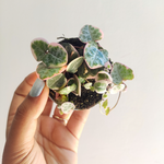 Ceropegia Woodii variegata monjungle