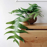 Epiphyllum Chrysocardium monjungle