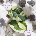 VENTE DIRCETE: Pothos WHITE TIGER Perle et Jade - Bouture de 3/5 feuilles très belle panachée - Pothos Rare monjungle
