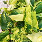 Philodendron BURLE MAX variegata monjungle