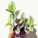 Tradescantia nanouk- Belle bouture bien enracinée- Plante misère- Tradescantia Nanouk 2 boutures monjungle