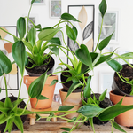 Alocasia Tiny Dancer monjungle