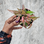 Syngonium 1510 plante d'intérieur rare à feuilles roses vif monjungle