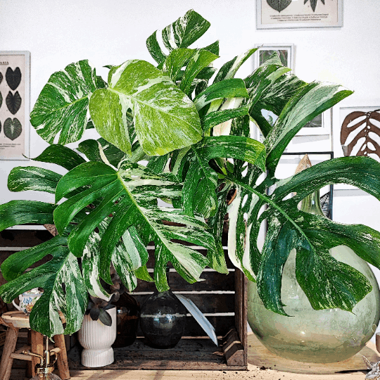 Monstera variegated cream – Monjungle