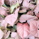 Syngonium neon robusta monjungle