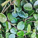 Hoya Mathilde boutures enracinées en terre - Rare bouture de plante fleuri maison - plante d'intérieur hoya monjungle