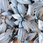 Pilea spruceana Silver Tree monjungle