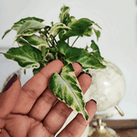 Syngonium T25 bouture d'environ dizaine de feuilles monjungle