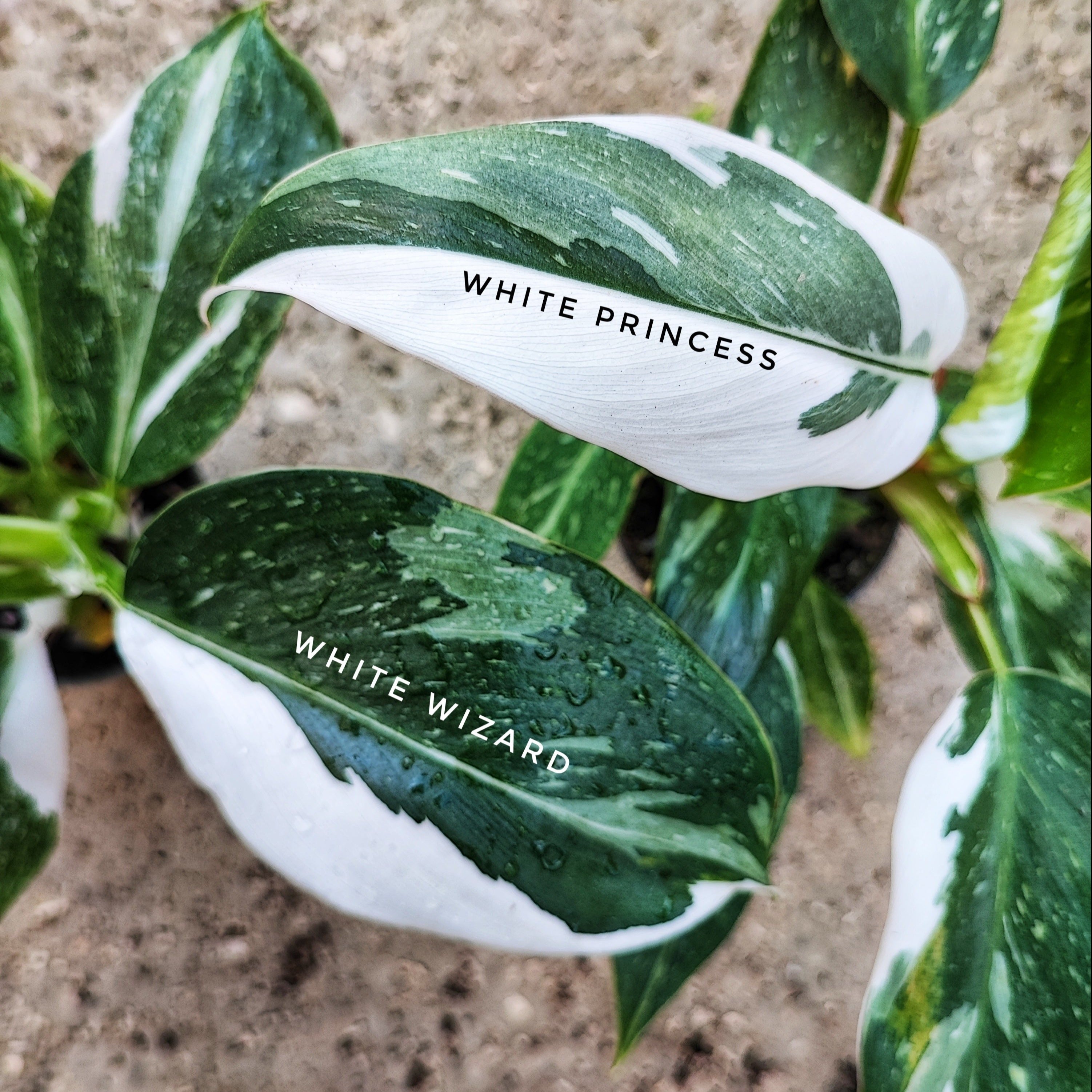 is philodendron white wizard rare Philodendron 'White Wizard'
