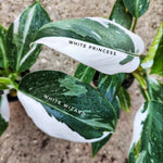 Rare Philodendron WHITE WIZARD bouture panachée blanche, très belle bouture enracinée en terre, plante rare monjungle