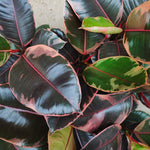 Ficus Elastica Belize s monjungle