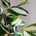 Draceana sarculosa milky way variegated monjungle