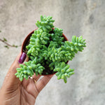 Sedum Burrito ou Orpin, une magnifique succulente atypique et vivace, Cascades bleues rustique à 5 dégrés monjungle