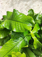 Crocodile fougère monjungle