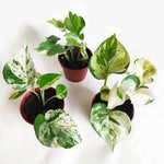 Pothos Scindapsus lot de 3 | Pothos Marble queen | Pothos Manjula | Scindapsus N-Joy monjungle