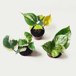 Pothos Scindapsus lot de 3 | Pothos Marble queen | Pothos Brazil | Scindapsus N-Joy monjungle