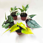 Pothos/ Scindapsus lot de 5 | Pothos Marble queen | Scindapsus N-Joy | Scindapsus pictus ARGYRAEUS | Trebie Scindapsus | Neon Pothos monjungle