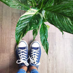 spathiphyllum domino variegata - Plante d'intérieur avec plusieurs feuilles et système racinaire très bien développée- Paix lily Variegata monjungle