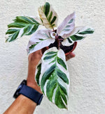 Calathea White Fusion S monjungle