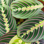 Maranta leuconeura fascinator monjungle