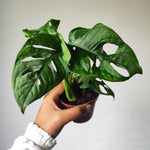 Bouture Monstera Adansonii monjungle