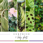 Surprise Box de Bébés Plantes - 3 ou 5 belles boutures à faire grandir soi-même, Idée cadeau pour un anniversaire monjungle