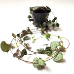 Ceropegia woodii monjungle