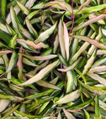 Hoya Wayetii Variegata monjungle