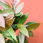 Hoya gracilis - Hoya Memoria monjungle