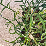 Rare Philodendron Tortum- Philodendron polypodioides - Philodendron Aroid monjungle