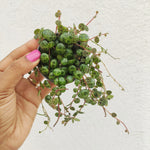 Peperomia Prostata monjungle