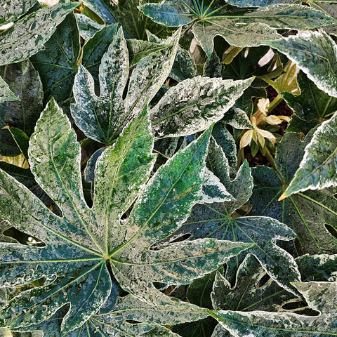 Fatsia Japonice Variegata Spider's web (toile d'araignée), Magnifique plante à l'intérieur avec les feuilles panachées, Faux-aralia - monjungle