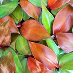 RARE Philodendron ORANGE SUN et pas une prince d'orange , rare philodendron avec feuilles oranges monjungle