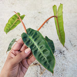 Philodendron Billietiae L monjungle