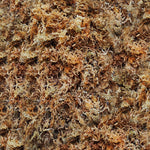 Sphaigne de Madagascar monjungle