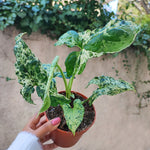 Syngonium MOTTLED MOJITO S - Ultra belle bouture de cinq feuilles panachées enracinée en terre monjungle