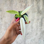 Philodendron Florida Ghost monjungle