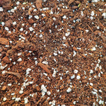 Hoya Mélange monjungle