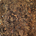 Aglaonema Mélange monjungle