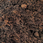 Maranta/ Calathea Mélange monjungle