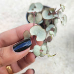 Ceropegia woodii Silver Glory monjungle