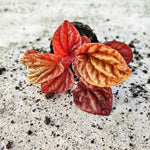 Peperomia Quito monjungle