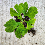 Ginkgo biloba Horizontalis monjungle