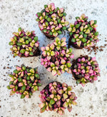 Annecampseros Sunrise, Plante grasse succulente très colorée monjungle