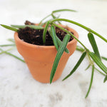 Hoya linearis boutures monjungle