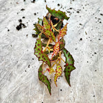 Begonia amphioxus monjungle