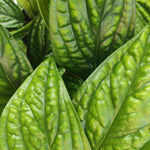 Monstera Karstenianum monjungle