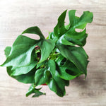 Monstera Minima monjungle