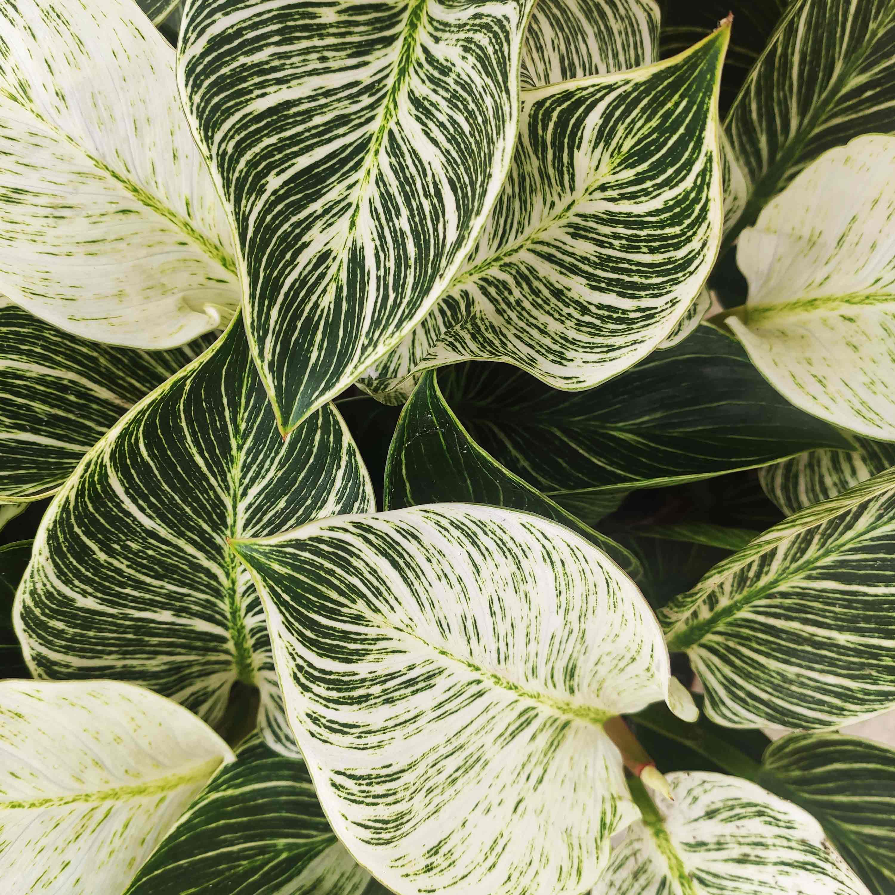 philodendron blanc et vert Philodendron Birkin White Wave